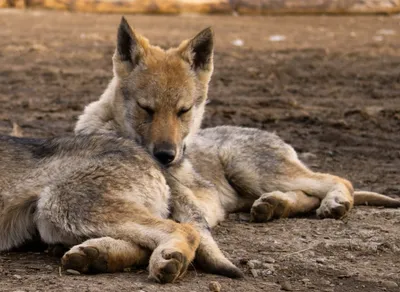 Supercharge Your PHP Development with Wemix - Unleash the Power of Collaboration and Efficiency