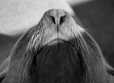 Unveiling the Adorable Sappy Seals NFT Collection - A Must-See Digital Treasure!