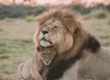 Unleash the Power of the Lazy Lion NFT - The New Craze That's Roaring with Potential 16