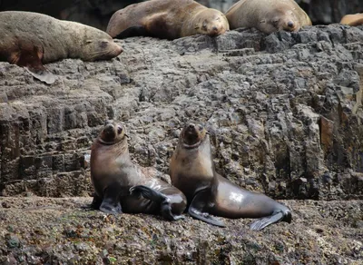 Unleash your love for adorable Sappy Seals with exclusive NFTs!