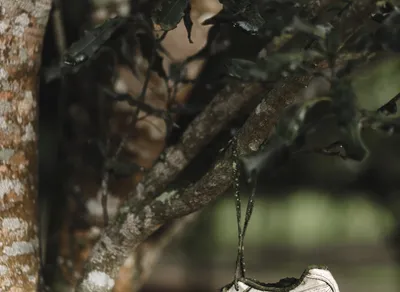 Discover the Fascinating World of NFTs: All You Need to Know!