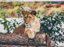 Discover the Roaring Revolution of Lazy Lion NFTs! Set Your Sights on the Ultimate Digital Collectibles 17