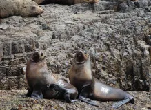 Unleash your love for adorable Sappy Seals with exclusive NFTs! 25