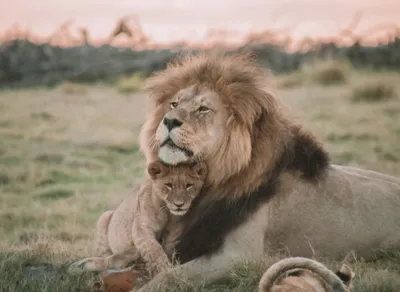 Unleash the Power of the Lazy Lion NFT - The New Craze That's Roaring with Potential