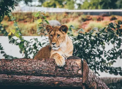 Discover the Roaring Revolution of Lazy Lion NFTs! Set Your Sights on the Ultimate Digital Collectibles