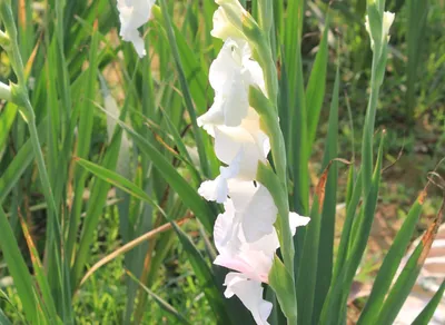 Discover the Ultimate Guide to Element NFT: Boost Your Digital Collection Now!