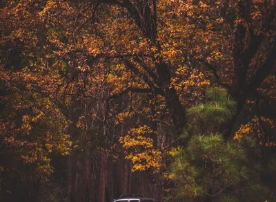 Maximize Your Element NFT Success with Expert SEO Strategies