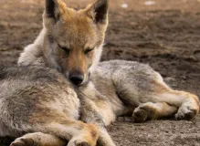 Supercharge Your PHP Development with Wemix - Unleash the Power of Collaboration and Efficiency