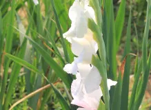 Discover the Ultimate Guide to Element NFT: Boost Your Digital Collection Now! 13