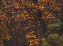 Maximize Your Element NFT Success with Expert SEO Strategies