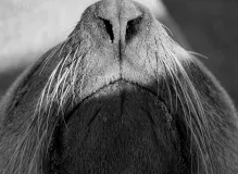 Unveiling the Adorable Sappy Seals NFT Collection - A Must-See Digital Treasure! 22